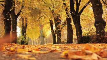 Fall tree pathway
